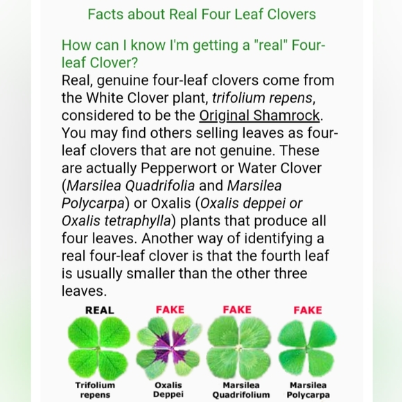 🍀 Wild Four Leaf Clover REAL Just for You Found 4 /22/23 USA yard Lucky Clovers - Picture 12 of 15